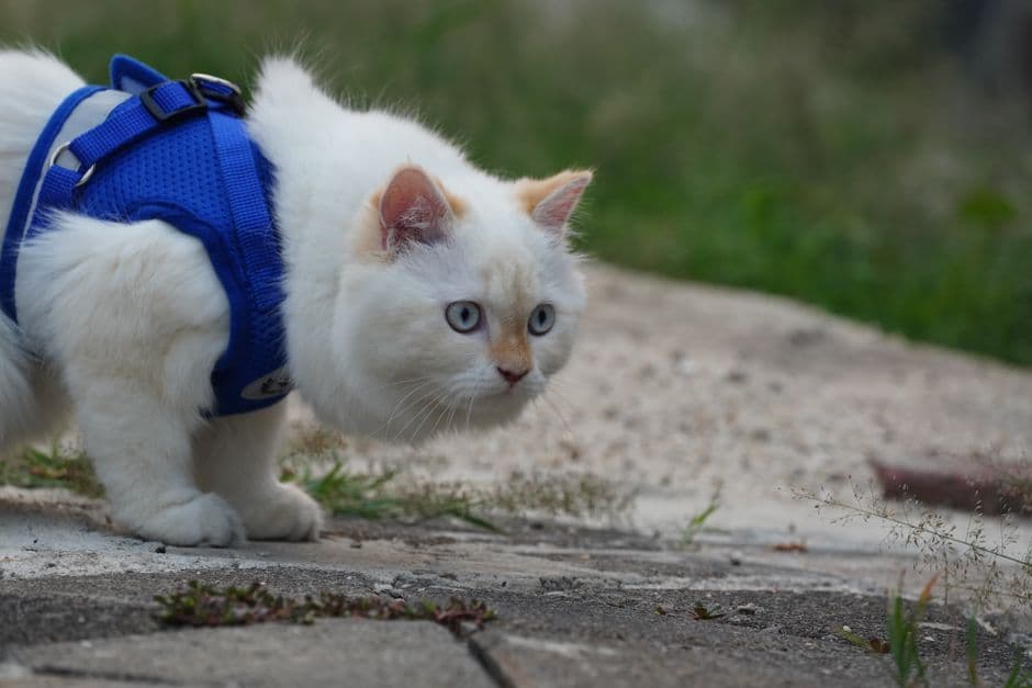 Привлекайте внимание кошки