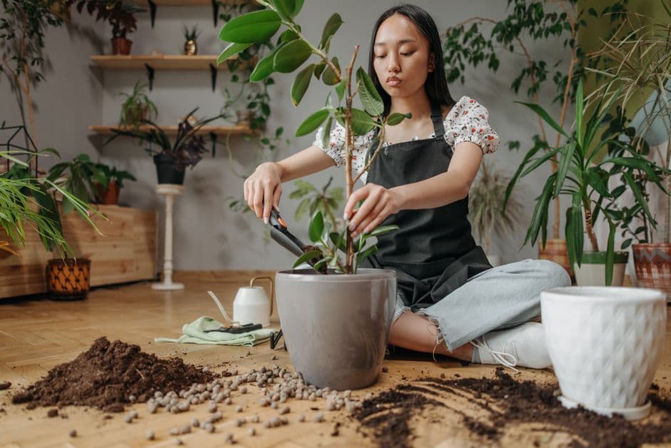 Очистить корни от старой земли