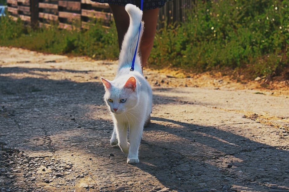 Как приучить кота к выгулу на улице