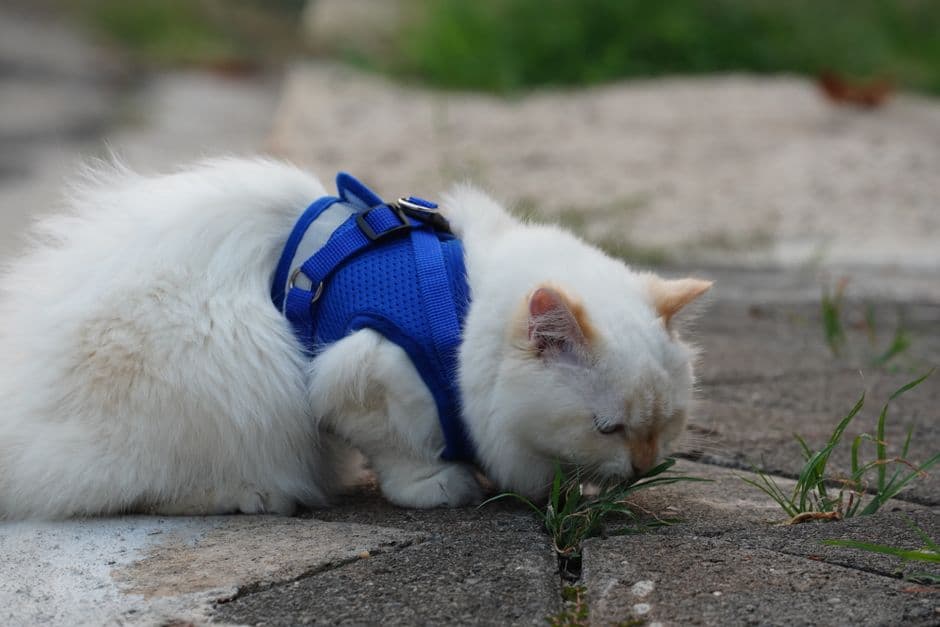 Познакомьте кота с шлейкой