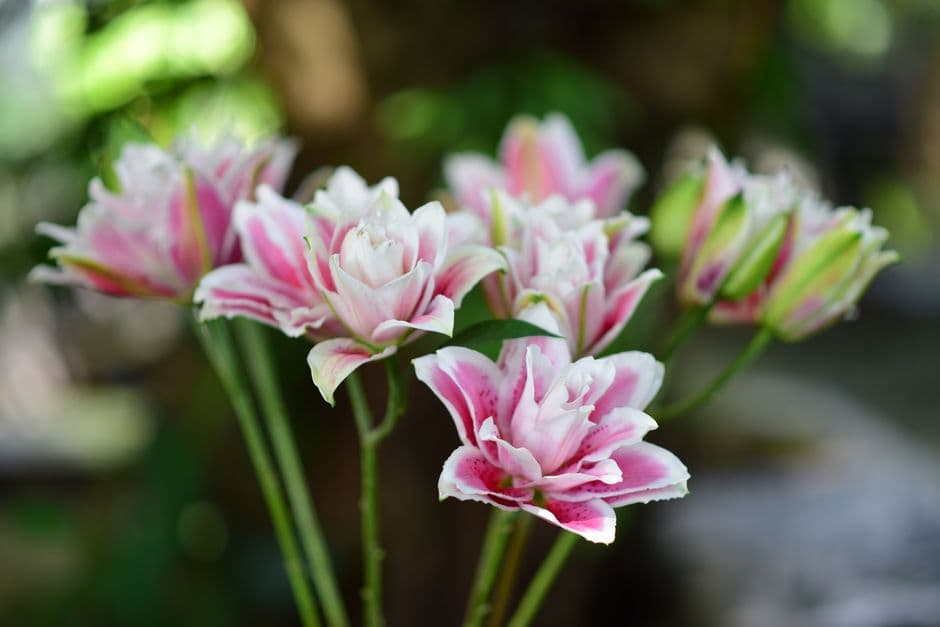 Как сделать декоративные цветы из фоамирана
