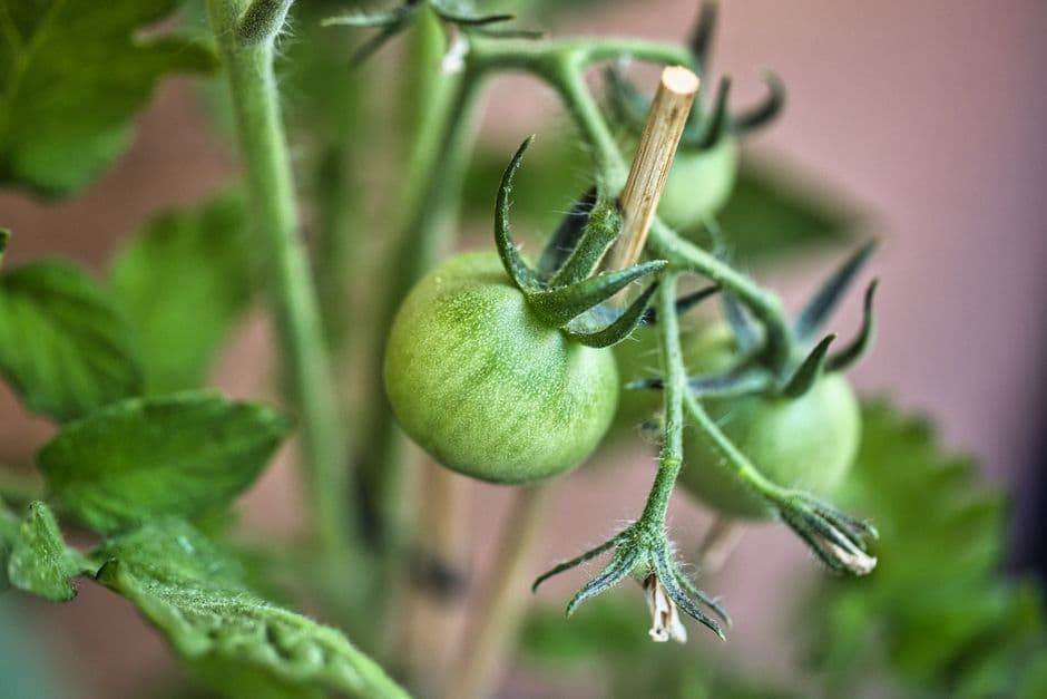 How to Grow Tomatoes in Containers