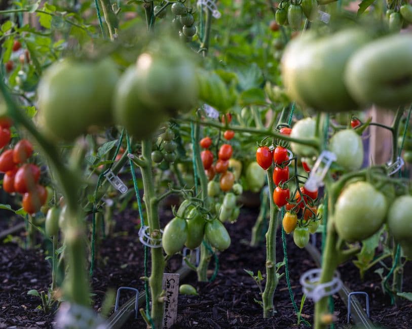 Experiment with Hybrid Tomatoes