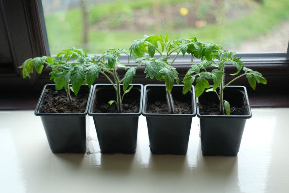 Plant Your Tomato Seedlings