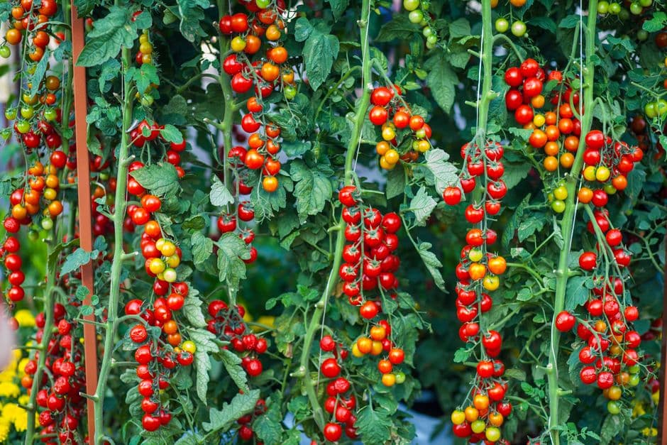 Watch for Nutrient Deficiencies
