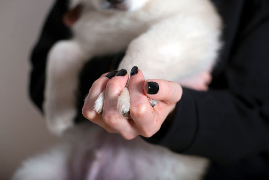Acclimate Your Dog