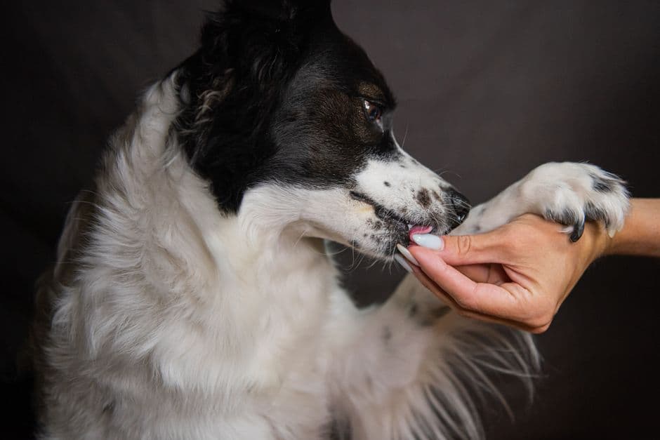 Reward Your Dog
