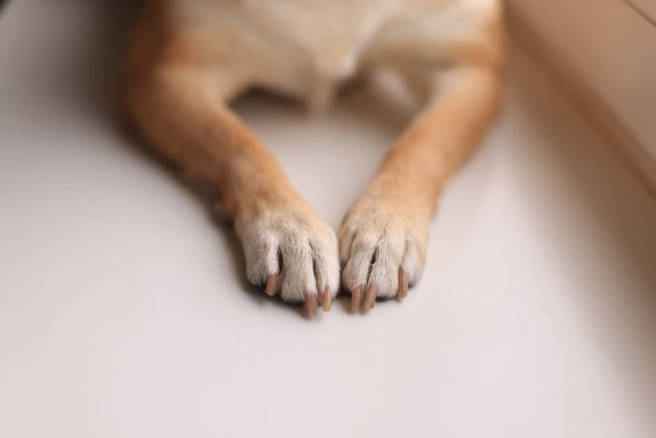Check the Feet and Nails