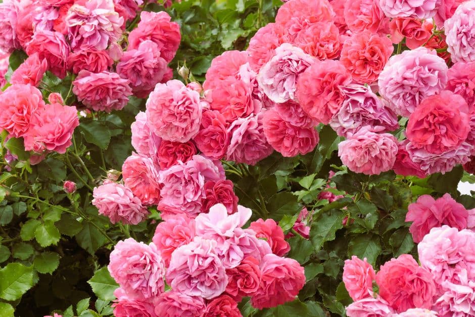 How to Prune Roses for More Blooms