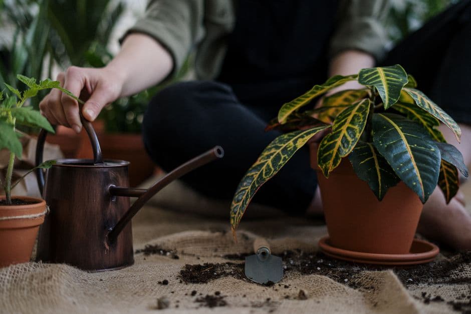 Insert into Soil
