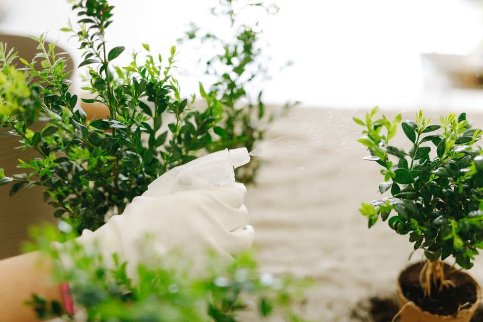 Create a Plant Care Sheet