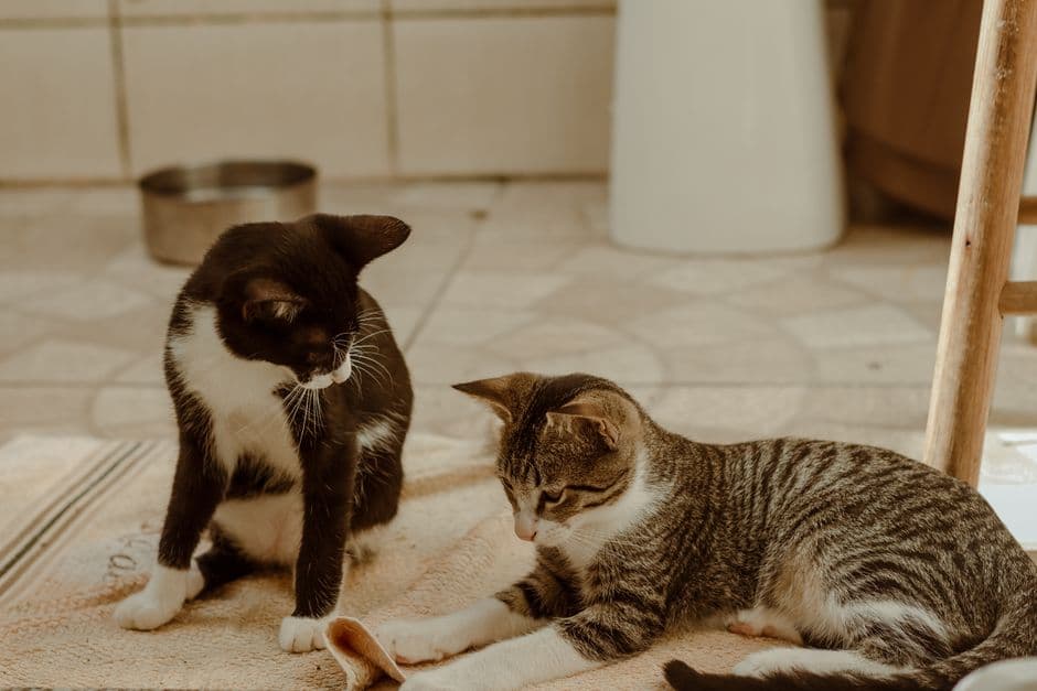 How to Introduce a New Cat to Your Home