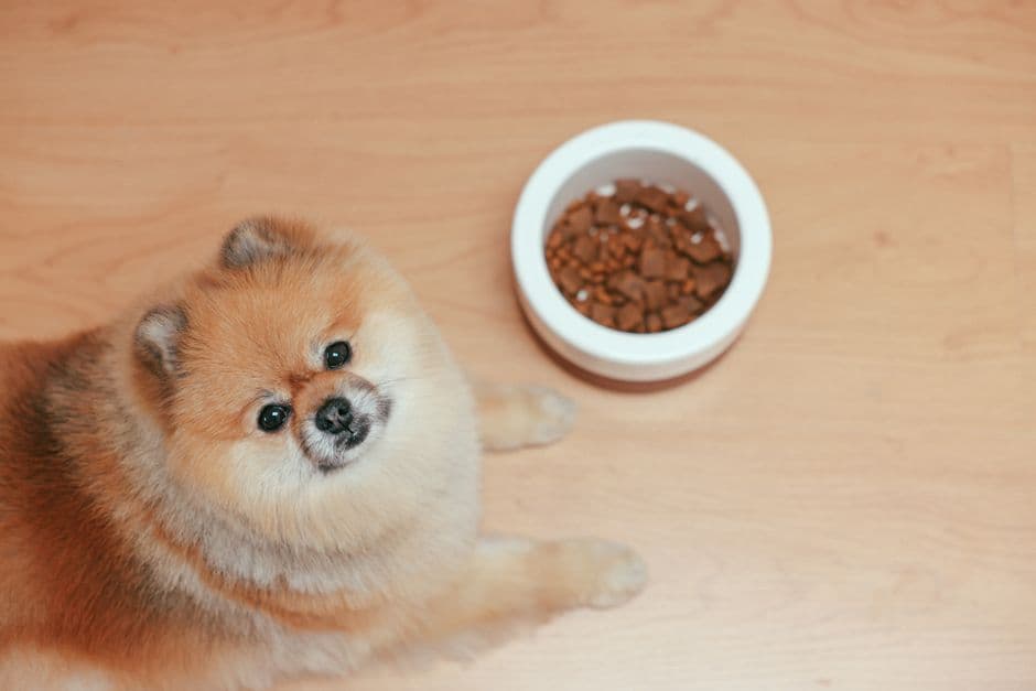 How to Choose the Right Food for Your Dog