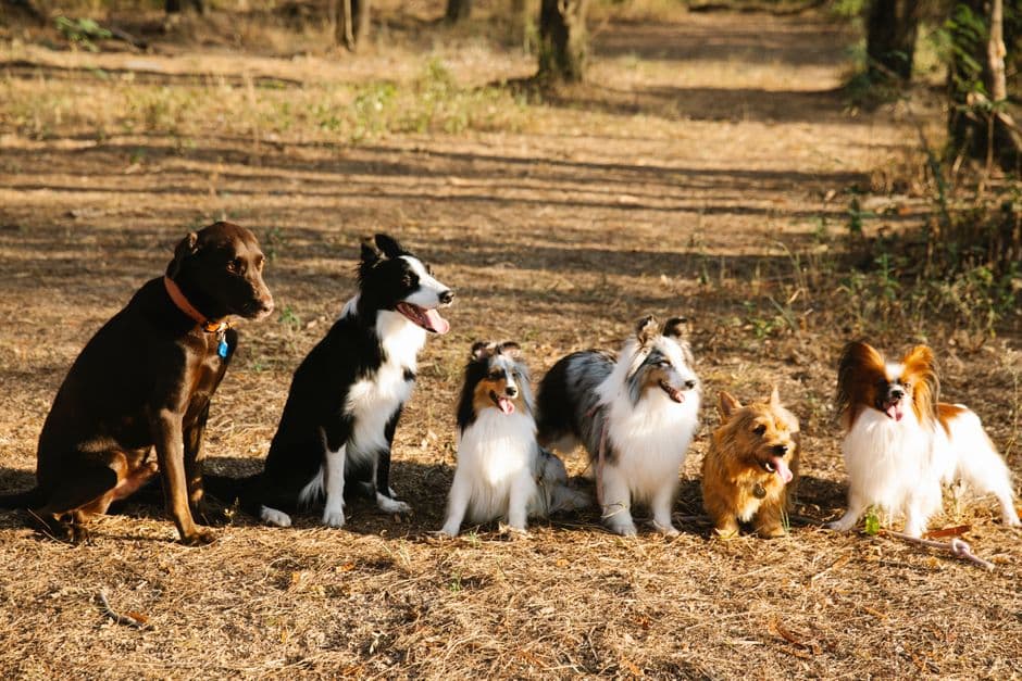 Consider Breed-Specific Needs