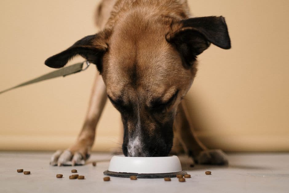Set a Feeding Schedule