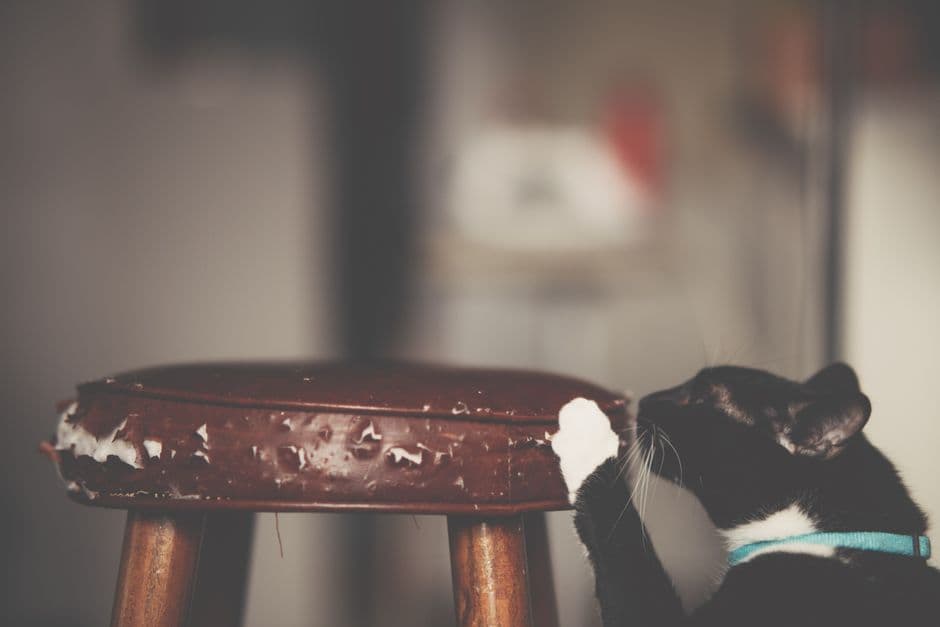 How to Stop a Cat from Scratching Furniture