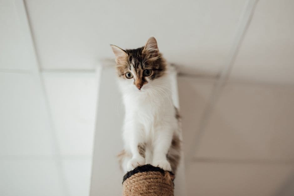 Introduce Multiple Posts