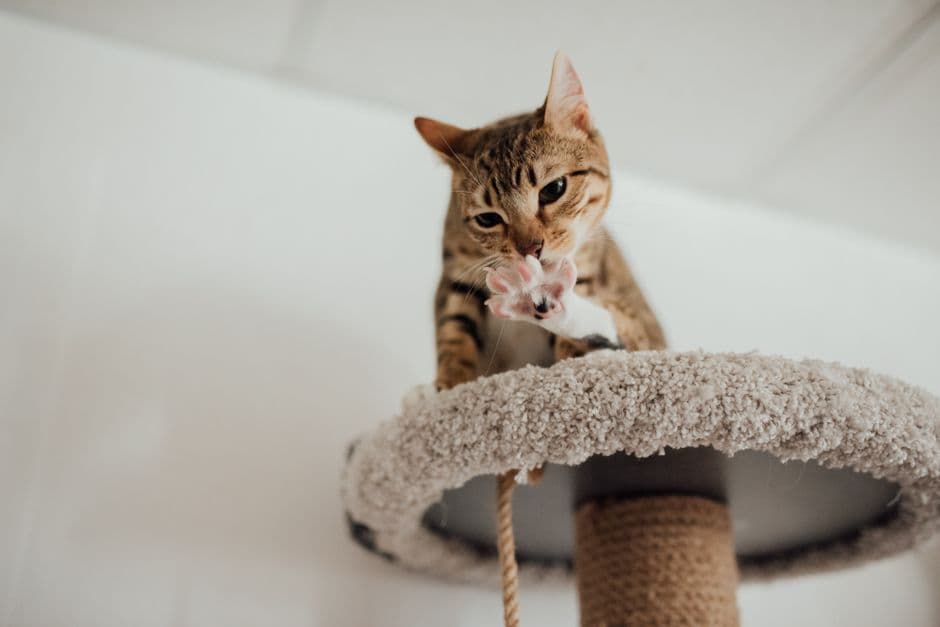 Reward Your Cat