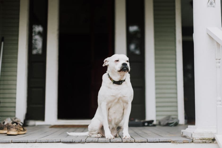 How to Keep Your Pet Calm During Fireworks