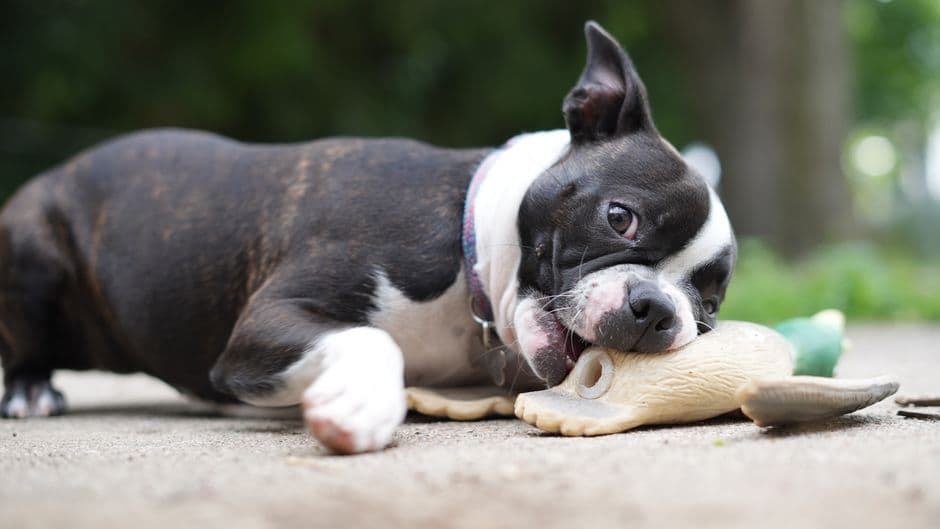 Offer Chewing Toys