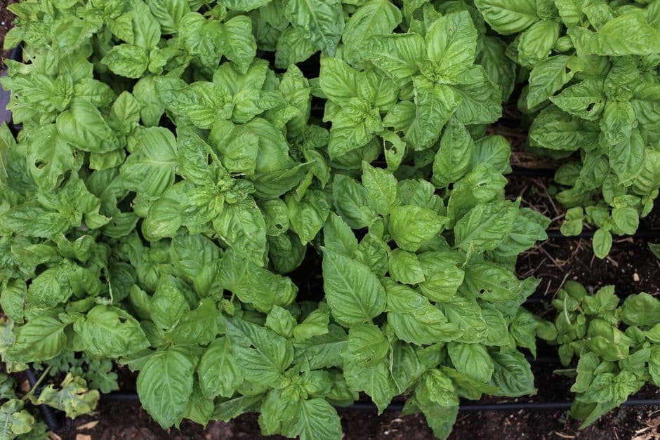 Wash and Chop Herbs