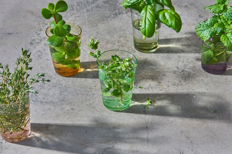 Watering Properly