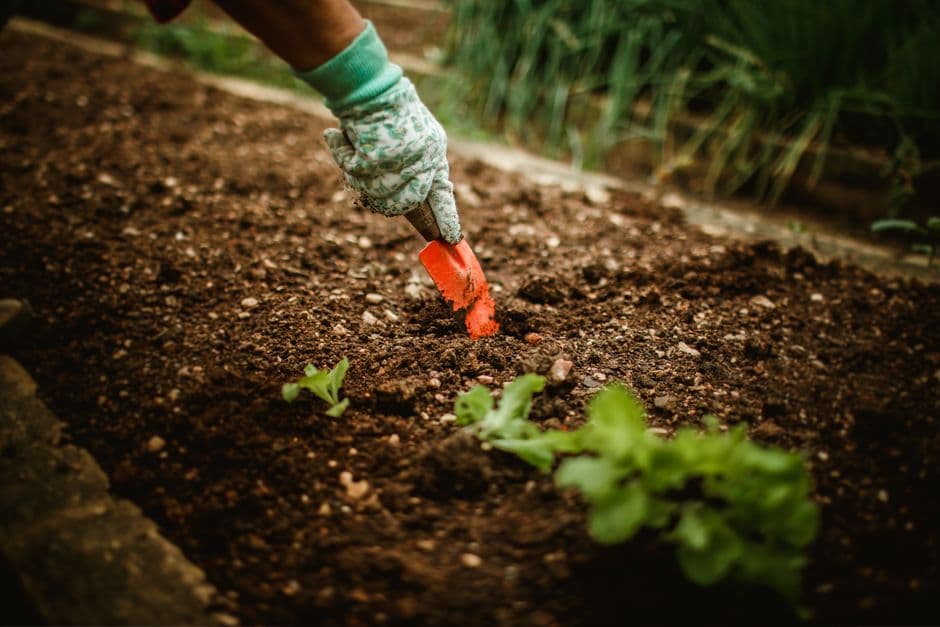 Build a Cold Frame
