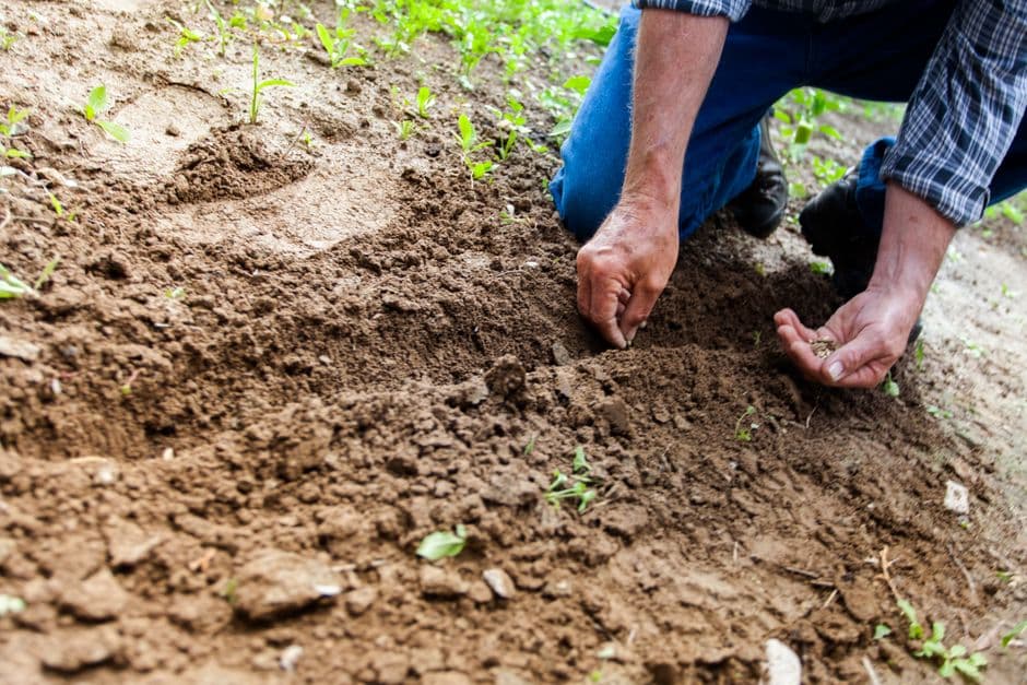 Cover Soil with Green Manure