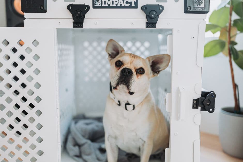 Secure Your Pet During Travel