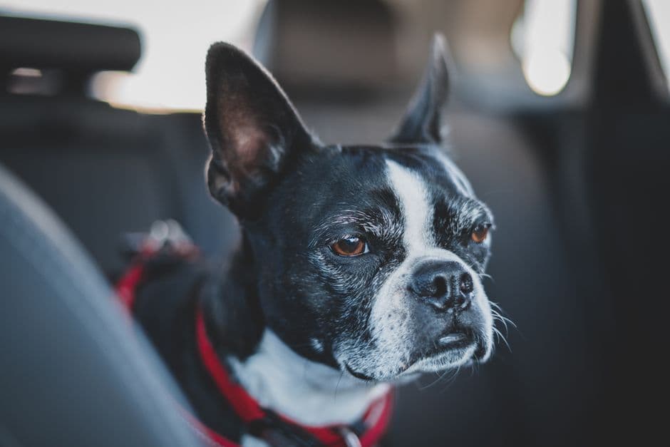 Select Pet-Friendly Accommodations