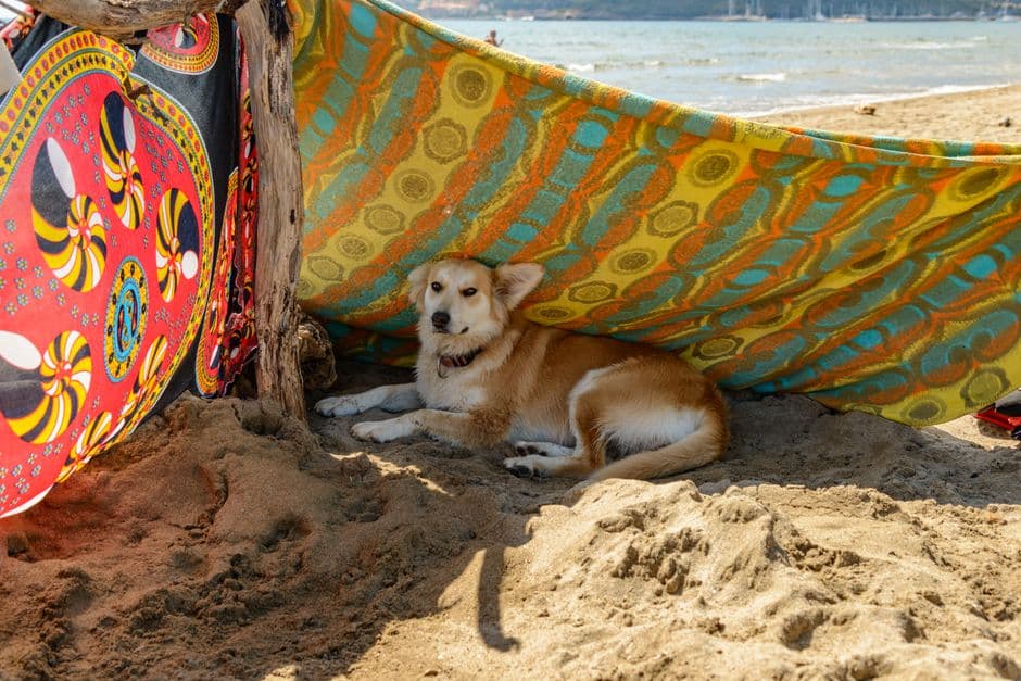 How to Care for a Pet During Hot Weather