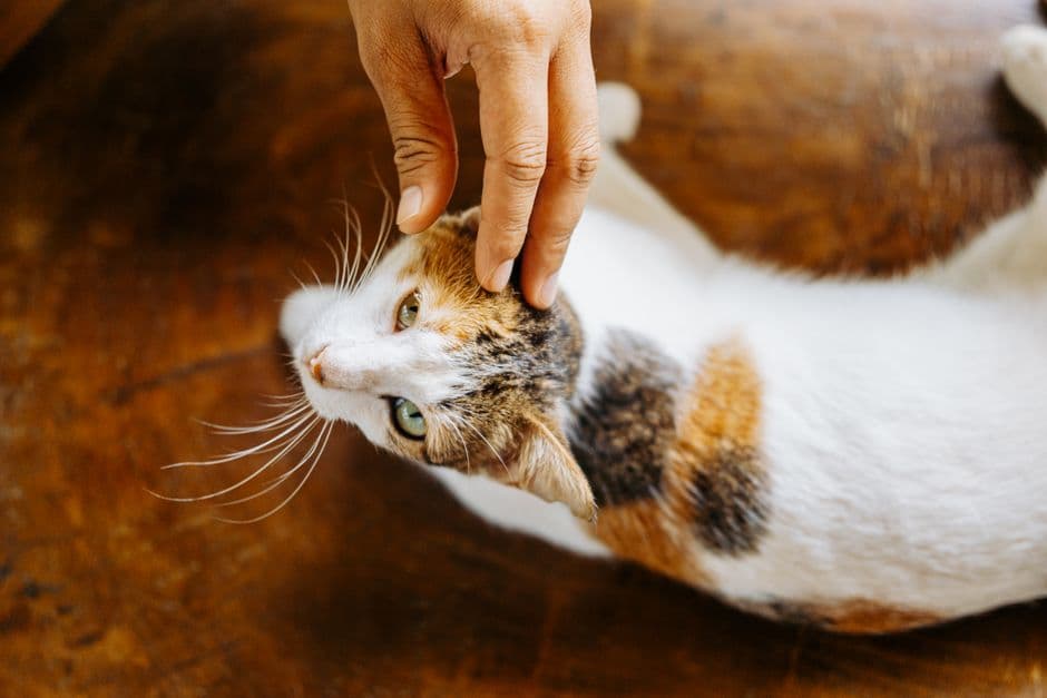 How to Get Rid of Fleas on Your Pet Naturally